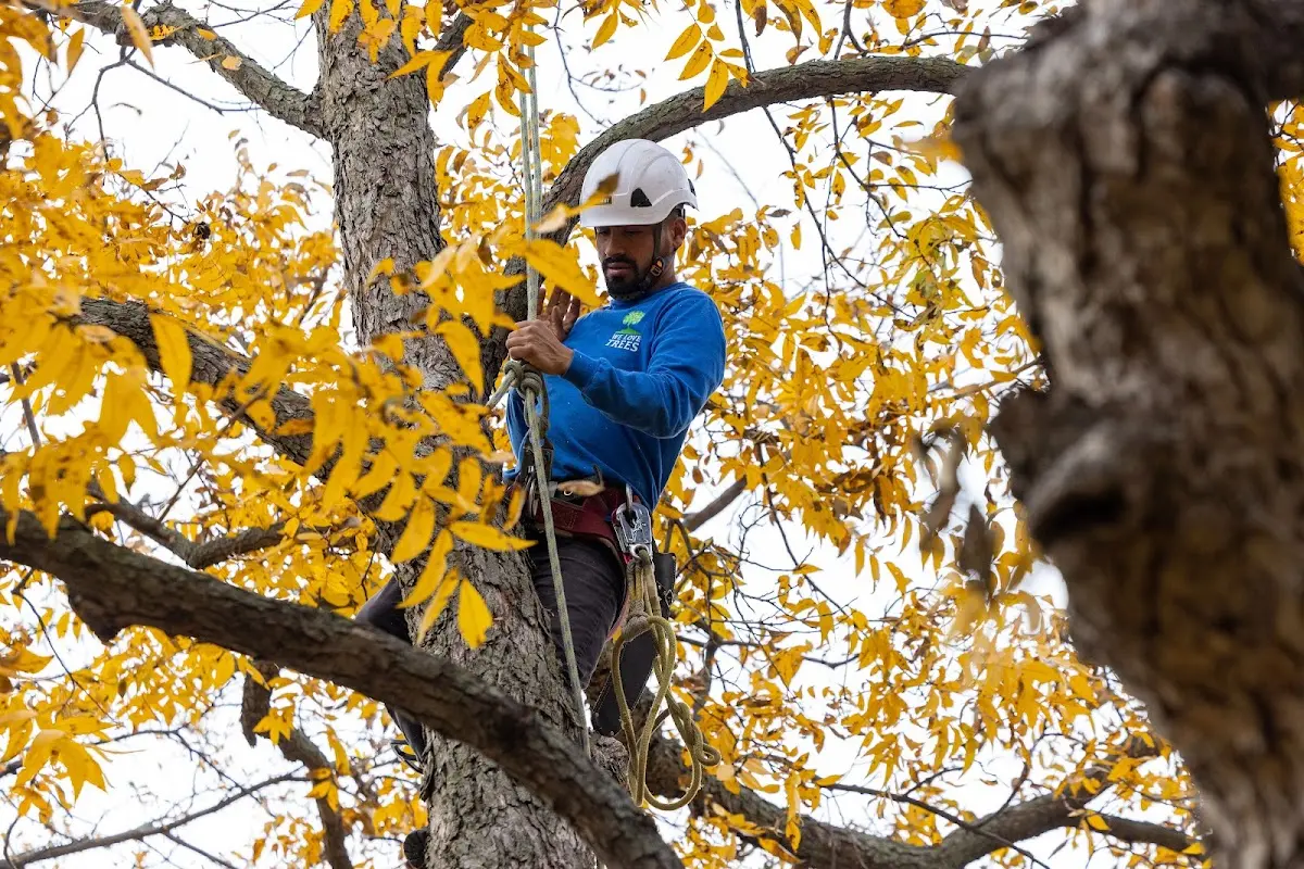 Skilled Tree Pruning crew working in Lacassine